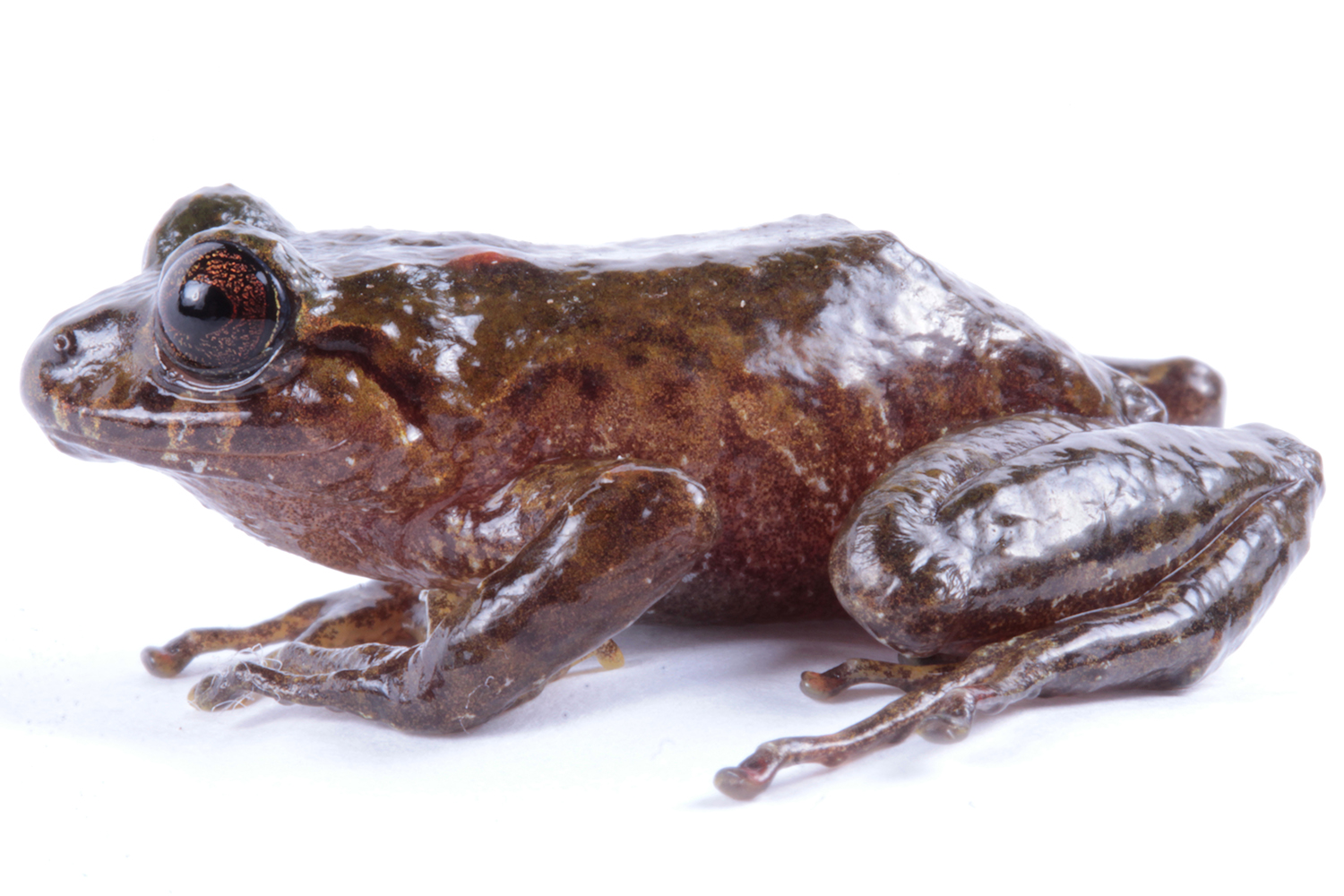 Pristimantis ruidus